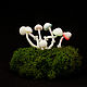 Decorative mushrooms glowing in the dark, Miniature plants and flowers, Irkutsk,  Фото №1