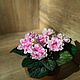 Violets from cold porcelain. Houseplants. Marina Zhadan. My Livemaster. Фото №4