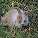 Fluff for spinning. From the rabbit. Length 10-11 cm. Red-beige, delicate. Wool. Klubok-nitok. My Livemaster. Фото №6