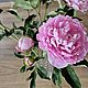 Пион из холодного фарфора. Цветы. Fiore Spell. Ярмарка Мастеров.  Фото №5