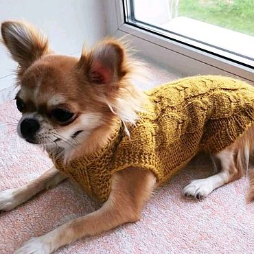 Купить одежду для собак в интернет магазине - удобно и просто!