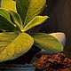 Sinningia leucotricha (Синнингия беловолосистая), Комнатные растения, Нижневартовск,  Фото №1
