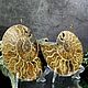 Order Ammonite is a natural fossil. An unusual gift art 751. Iz kamnej. Livemaster. . Stones Фото №3