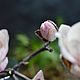 Order  Magnolia Of Sulanga. KG_flowers. Livemaster. . Flowers Фото №3