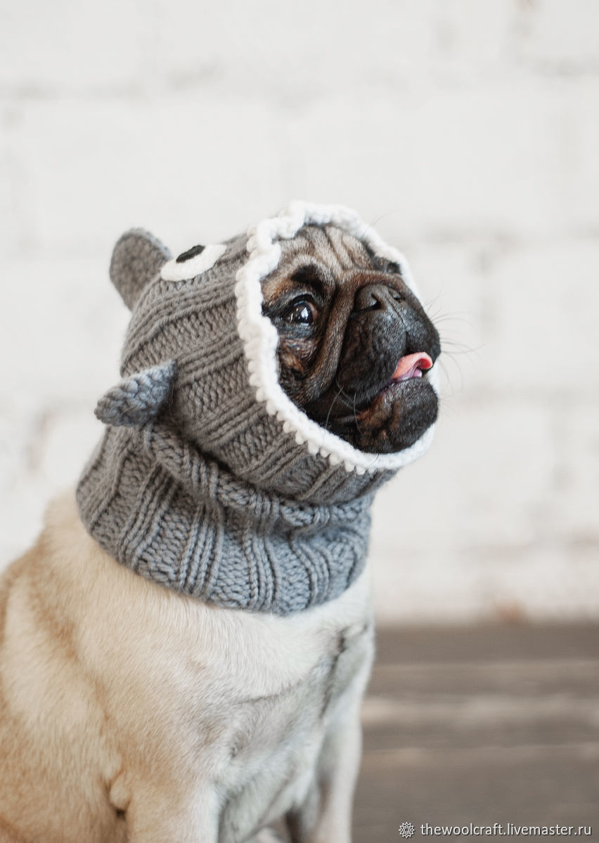 Зимние шапки для собак