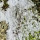 Серьги-продевки  "Flos Vernalis" - Весенний цветок. Серьги-продевки. DERZKAYA MATRЁNA by Darya Kozlova. Интернет-магазин Ярмарка Мастеров.  Фото №2