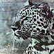 Copernica 'Snow Leopard', Box, Energodar,  Фото №1