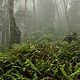 Fog and Fern (Туман и папоротник) CandleScience, Ароматизаторы, Самара,  Фото №1