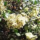 Аттар Гулхина, эфирное масло цветков Хны, Lawsonia inermis, 2,5 мл. Духи. Уд и Агаровое дерево. Ярмарка Мастеров.  Фото №5