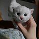 Котёнок. Игрушка ручной работы. Игрушки. Шерстинка(валяные игрушки, картины, вязаные подушки, гобелены).. Ярмарка Мастеров.  Фото №11