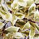 Питтоспорум Нигра из холодного фарфора. Растения. Tanyafloralbeauty. Ярмарка Мастеров.  Фото №6