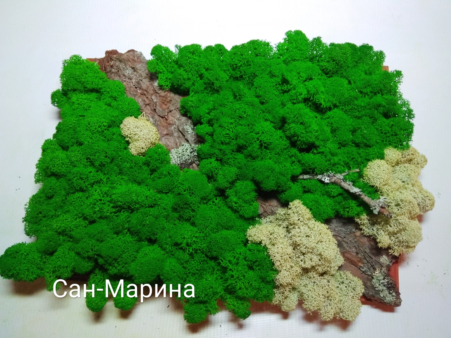 Картина из стабилизированного мха. Ягель .