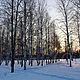 Роща зимним утром, Фотографии, Тайшет,  Фото №1
