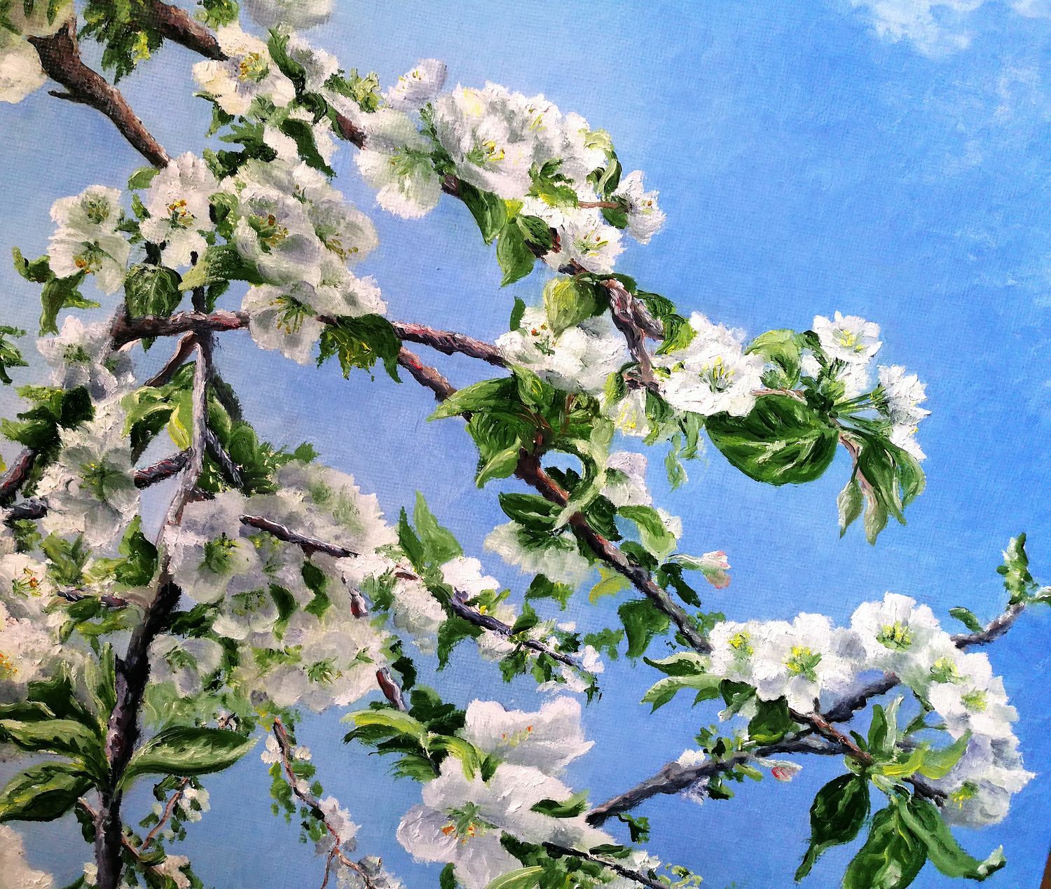 Ветка яблони в цвету фото