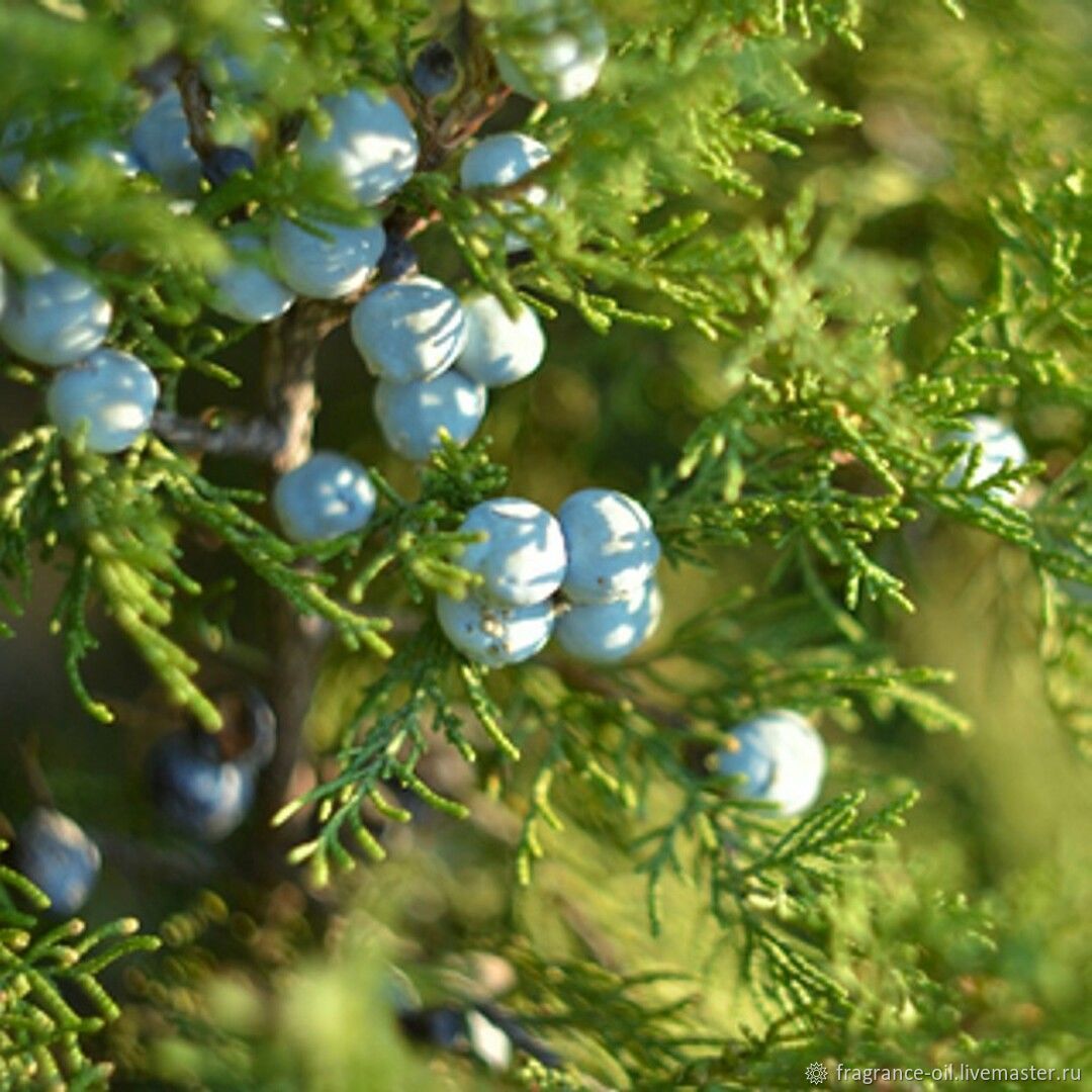 Cypress and Berries (Кипарис и ягоды) The Flaming Candle купить в  интернет-магазине Ярмарка Мастеров по цене 300 ₽ – PBWX8RU | Ароматизаторы,  Самара - доставка по России