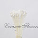 Stamens Japanese white, small for roses, Stamens, Rostov-on-Don,  Фото №1