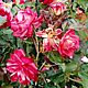 Куст красных роз из холодного фарфора, Цветы, Калининград,  Фото №1