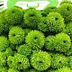 Хризантема кустовая Помпон. Живые цветы. Упаковка бесплатно. Букеты. DARK FLORIST Флористика Декор ЦВЕТЫ. Ярмарка Мастеров.  Фото №5