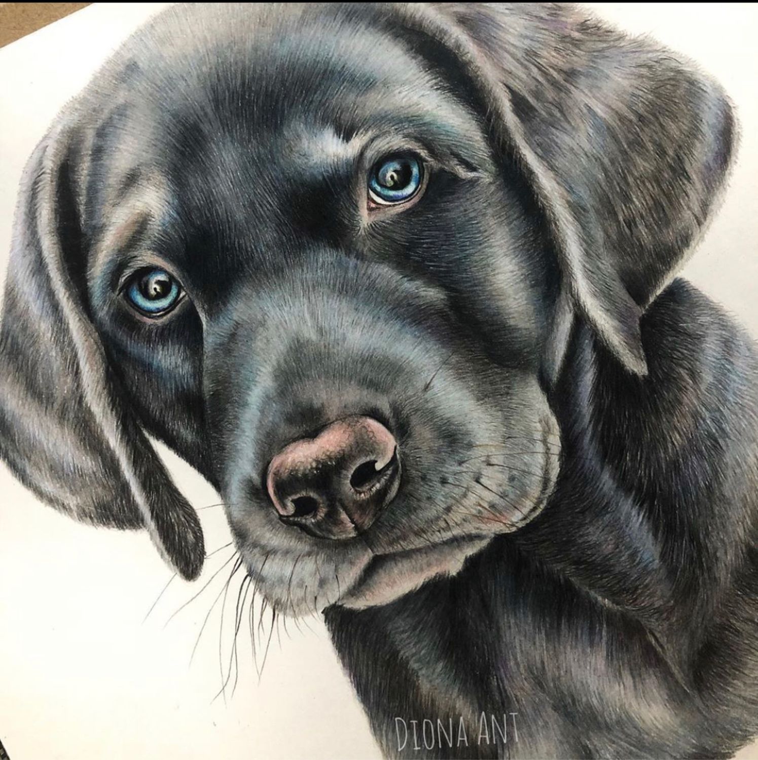 Цветной портрет щенка лабрадор карандаш