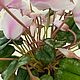 Цикламен из холодного фарфора. Композиции. Флера Flowers. Ярмарка Мастеров.  Фото №5