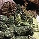 Заказать "Тень Духов" натуральные благовония. Травница (magic-herbs). Ярмарка Мастеров. . Ритуальная атрибутика Фото №3