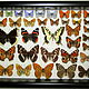 Коллекция дневных бабочек Московской области, Картины, Лотошино,  Фото №1