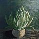  Абстрактный натюрморт в стиле прованс  с зеленым растением, Картины, Санкт-Петербург,  Фото №1
