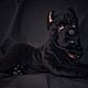 Soft toys: Cane Corso - The Black Lord. Stuffed Toys. Teddybeasts. Online shopping on My Livemaster.  Фото №2