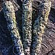 Twist for fumigation 'Wormwood', Fumigation herbs, Kaluga,  Фото №1