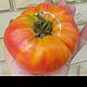 Заказать Сортовой томат Желтый мрамор. Вкусные овощи. Ярмарка Мастеров. . Семена, саженцы Фото №3