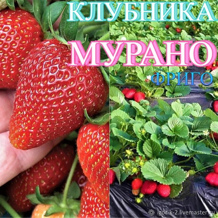 Клубника мурано фото и описание ремонтантная