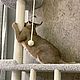 Комплекс для кошек "ВИЛЬСОН". Когтеточки. КОГТЕТО4КИН. Ярмарка Мастеров.  Фото №4