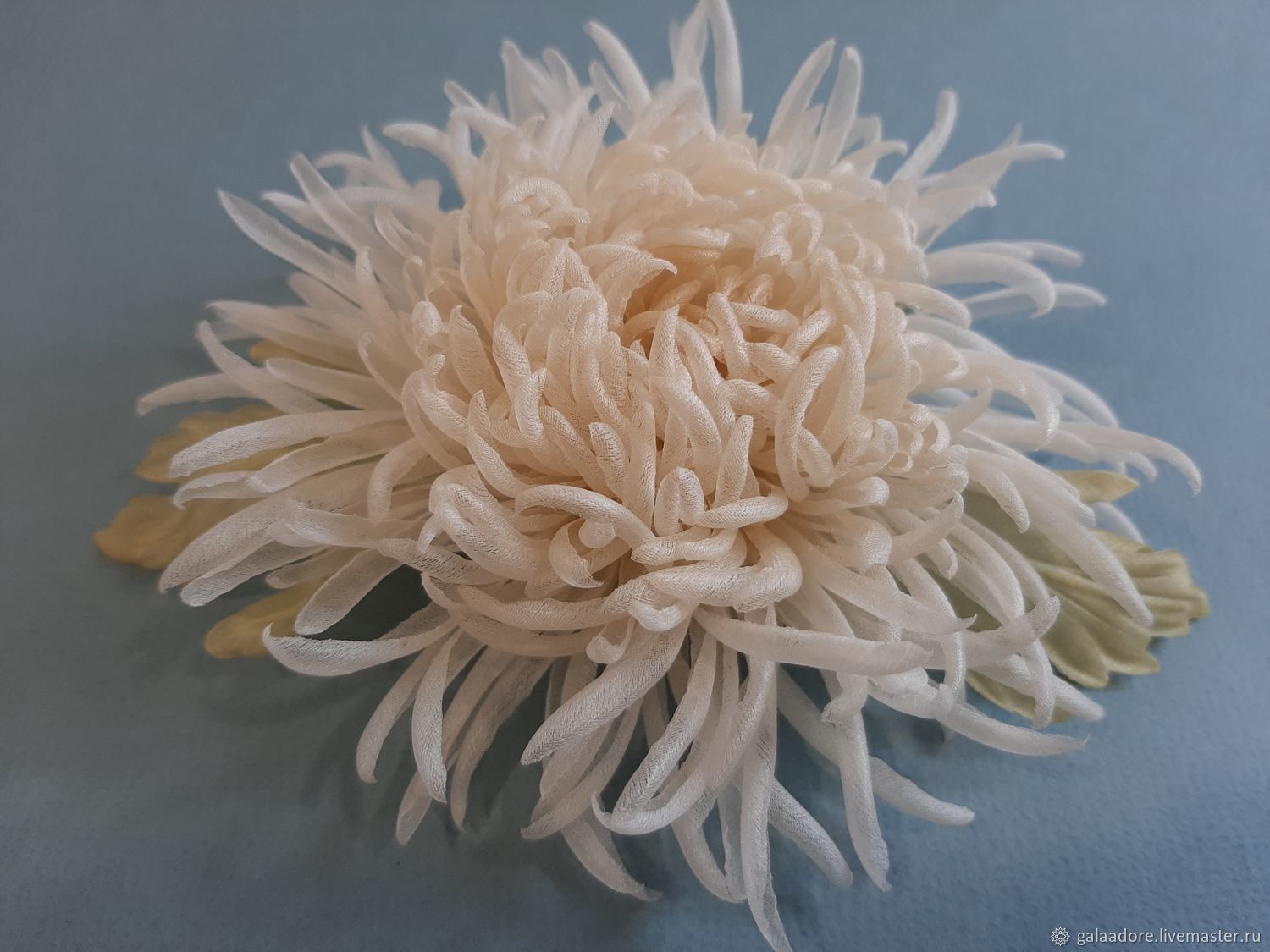 кремовые хризантемы фото