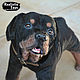 The Rottweiler Is Happy, Accessories for Pets, St. Petersburg,  Фото №1