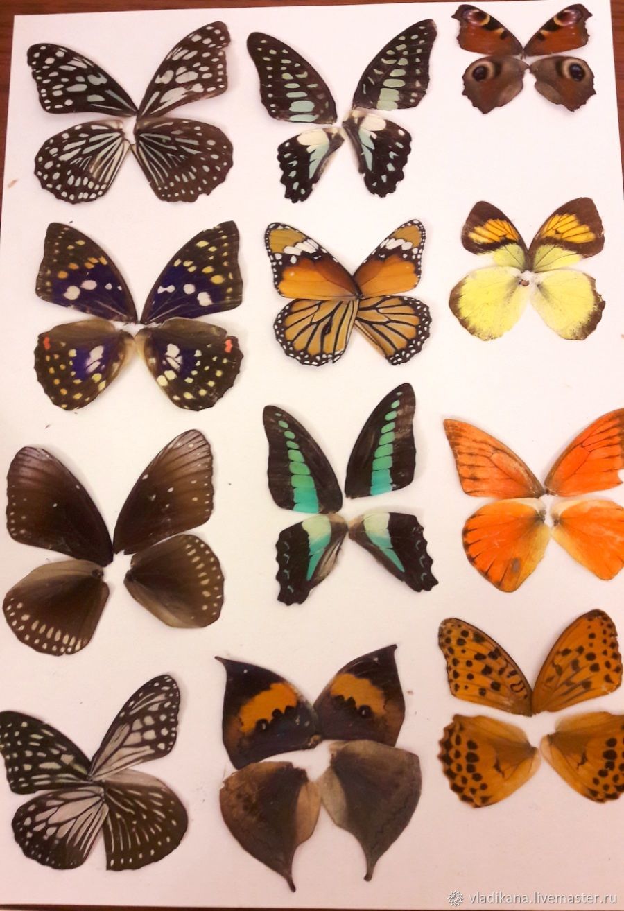 Разные крылья бабочек. Крылья бабочки. Тропические бабочки. Форма бабочки. Крылья тропических бабочек.