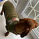 Dog Clothes Sweatshirt for Mini Dachshund Applique, Pet clothes, Biisk,  Фото №1