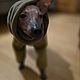 Одежда для собак "Ветровка теплая для  собак". Одежда для питомцев. Happy-Sphynx. Интернет-магазин Ярмарка Мастеров.  Фото №2