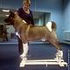 Size XL. Simulator for working out the exhibition stand for dogs, Accessories for Pets, Ekaterinburg,  Фото №1