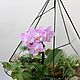 Florarium. Geométrico florarium con rosa orquídea y fittoniej. Florariums. Glass Flowers. Ярмарка Мастеров.  Фото №4