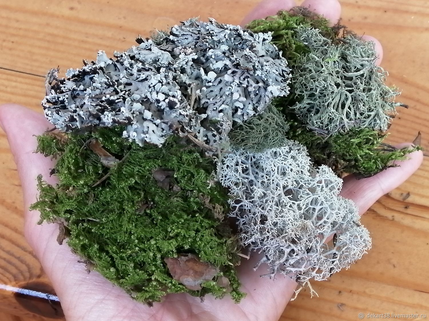 Moss, dried lichen (for filling with resin), Dried flowers for creativity, Irkutsk,  Фото №1