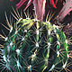 Flowering cactus. Print. Pictures. Valeria Akulova ART. Online shopping on My Livemaster.  Фото №2