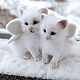 Снег и Снежа. Валяные белоснежные крылатые котята, Войлочная игрушка, Москва,  Фото №1