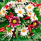 Композиция из живых цветов "Мелодия ромашек". Букеты. Ольга (flowers-and-you). Интернет-магазин Ярмарка Мастеров.  Фото №2