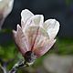  Magnolia Of Sulanga. Flowers. KG_flowers. My Livemaster. Фото №4