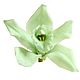 Стабилизированные Бутоны орхидеи Green Sumbidium. Цветы сухие и стабилизированные. Flority. Интернет-магазин Ярмарка Мастеров.  Фото №2