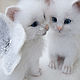 Снег и Снежа. Валяные белоснежные крылатые котята. Войлочная игрушка. E lena. Интернет-магазин Ярмарка Мастеров.  Фото №2