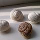 Shell,shells, snails, Shells, Kaluga,  Фото №1