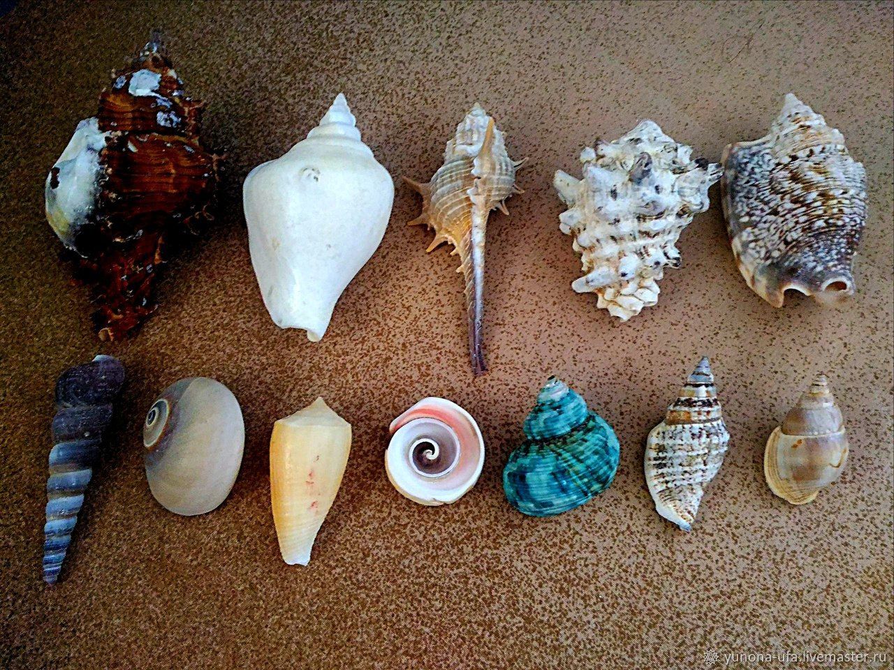 Можно ли вывозить камни. Раковины моллюсков черного моря. Морские ракушки форма. Редкие ракушки. Необычные морские раковины.