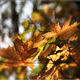 Осенние листья, Фотокартины, Стерлитамак,  Фото №1