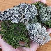 Материалы для творчества handmade. Livemaster - original item Moss, dried lichen (for filling with resin). Handmade.